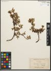Foto von Salix retusa L.